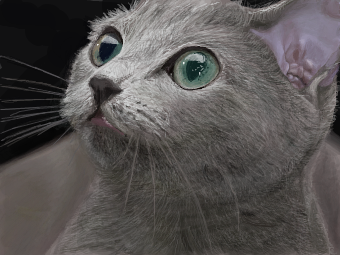 『ガルちゃん猫図鑑』