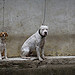 犬の記憶力について
