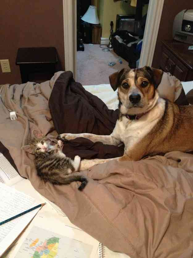 犬と子猫が出会った様子が癒される