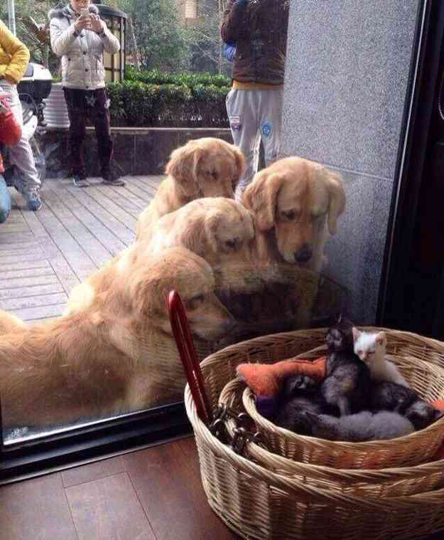 犬と子猫が出会った様子が癒される