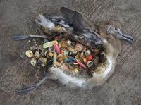 プラスチックゴミを捨てないで、悲しすぎる鳥たちのメッセージ - NAVER まとめ