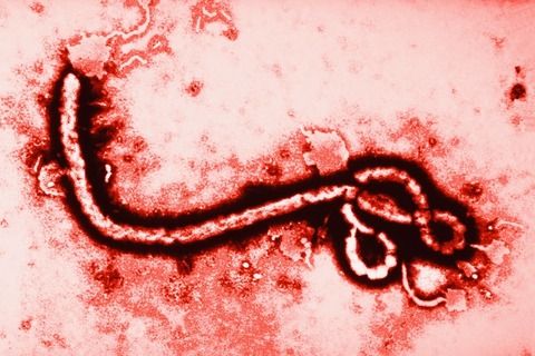 【エボラ出血熱】「リベリア帰りで発熱」　ウソの通報容疑で職業不詳の男を逮捕