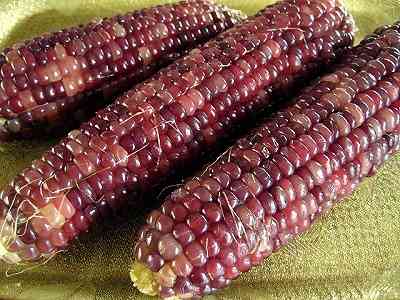 宝石のようにカラフルなトウモロコシがすごい！