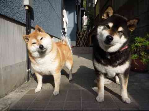 犬はたったの10秒?動物たちが持つ記憶力の実態