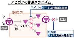 エボラ患者、日本国内発生時、医師らに「アビガン錠」