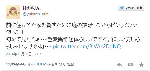 【虫注意】ピンク色のバッタが話題に