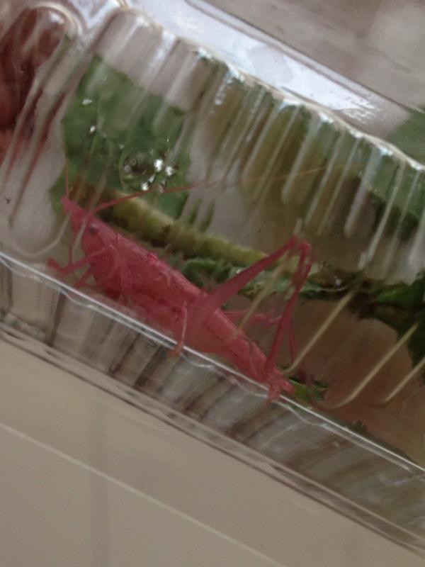 【虫注意】ピンク色のバッタが話題に