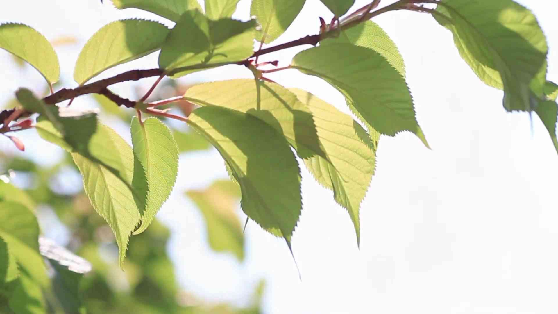 ゴンチチ / 窓辺の三月  (Gontiti / March in the Window) - YouTube