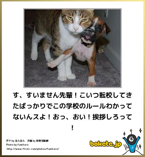 動物関連の「ボケて」貼ってください!