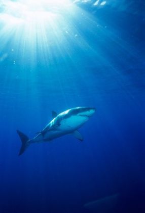 ガルちゃんで画像とサイトを張り付ける練習トピpart5