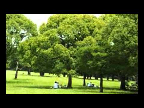 Ombra mai fù （Largo） オンブラマイフ（ラルゴ） -ヘンデル - YouTube