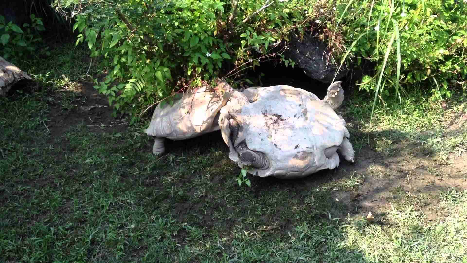 Amazing!!!The tortoise turning over, smart companion has saved it...動物也是有感情的～謝謝你救了我 - YouTube