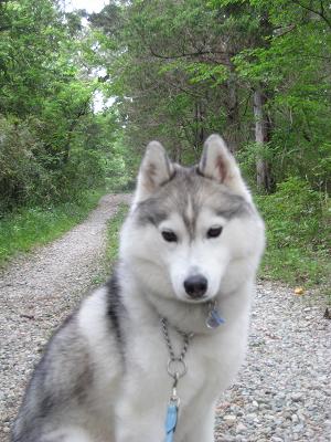 好きな犬の種類