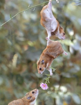 【年またぎ】見ると幸せな気分になれる画像を下さい！