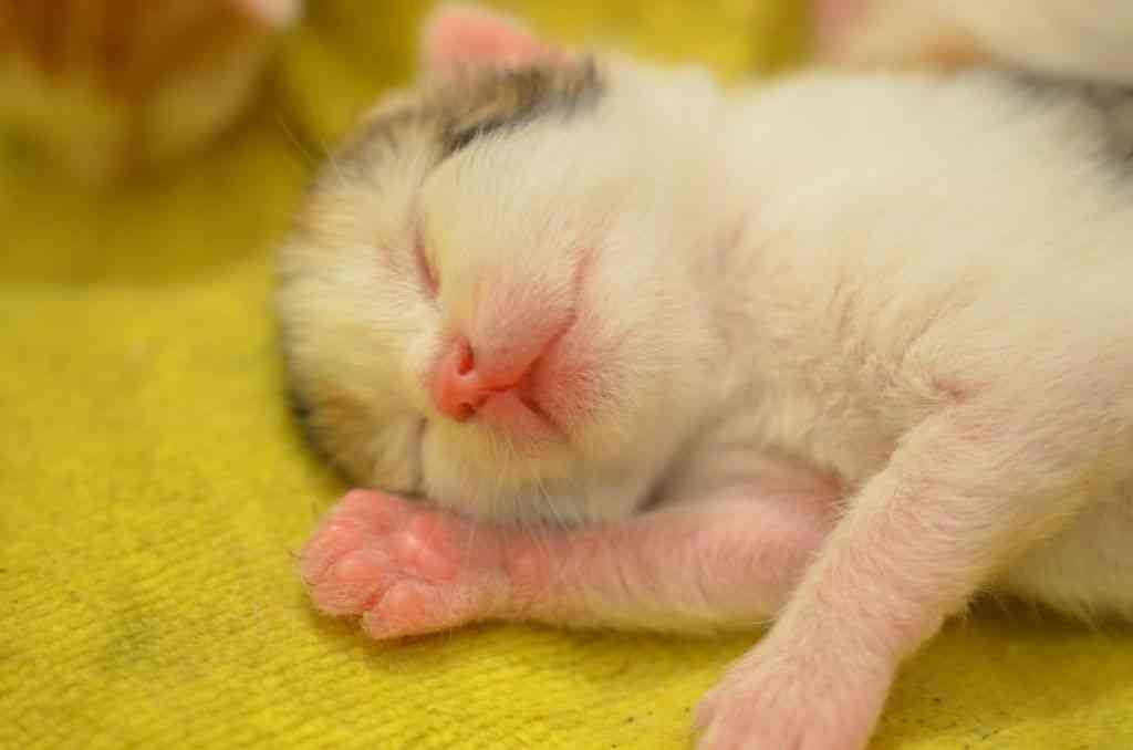 天使すぎる子猫たち…手のひらの上でスヤスヤ眠る特集