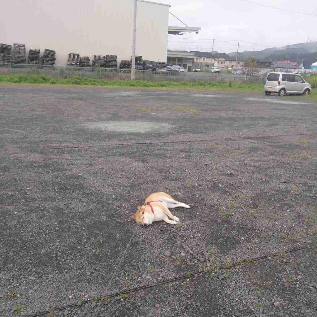 犬は人間の言葉を、人間と同じように聞いている