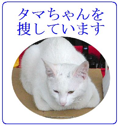 KABA.ちゃんのタマは冷蔵庫に、「たまにのりの佃煮と間違える」と告白。