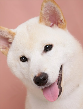 好きな犬の種類