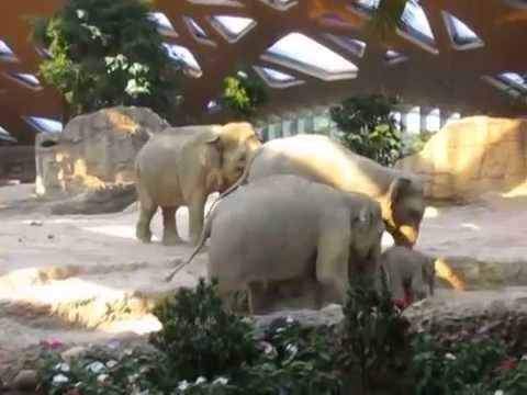 Ausrutscher von Baby Elefant Omysha - Zoo Zürich - YouTube