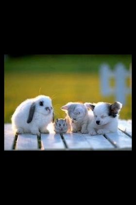 【年またぎ】見ると幸せな気分になれる画像を下さい！