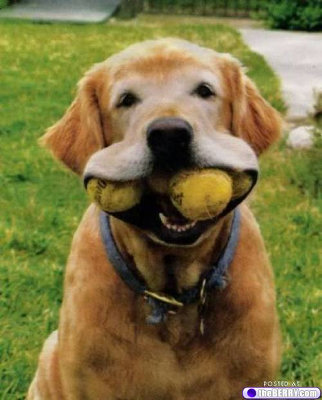 犬の散歩