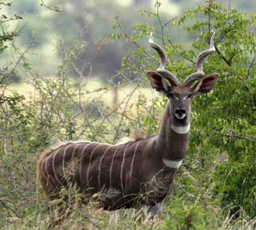 【閲覧注意？】珍しい生き物を貼るトピ