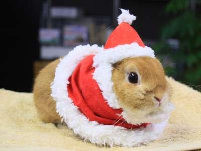 動物達のサンタのコスプレ