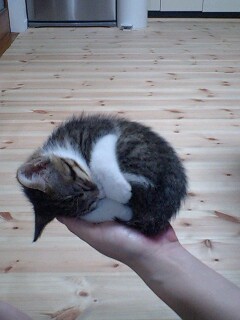 天使すぎる子猫たち…手のひらの上でスヤスヤ眠る特集