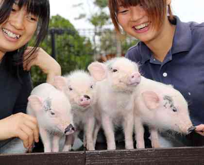 話が違うじゃないか！ミニブタだと思って飼った豚が180キロを超えた。でもかわいいから許す。