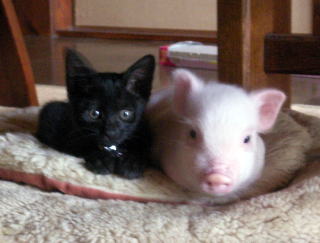 話が違うじゃないか！ミニブタだと思って飼った豚が180キロを超えた。でもかわいいから許す。