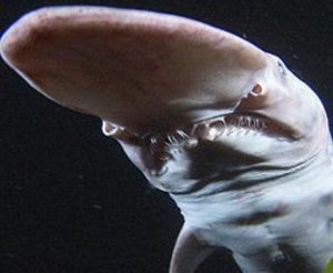 【閲覧注意？】珍しい生き物を貼るトピ