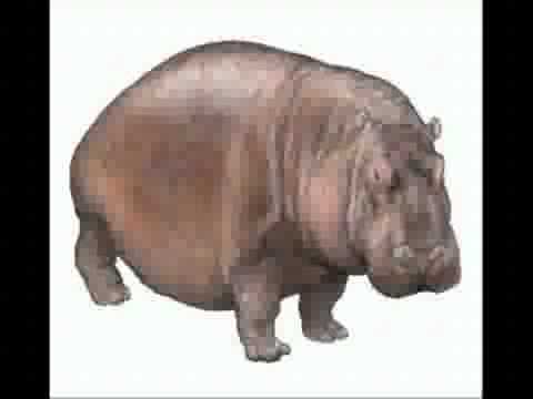 運の悪いヒポポタマス - YouTube