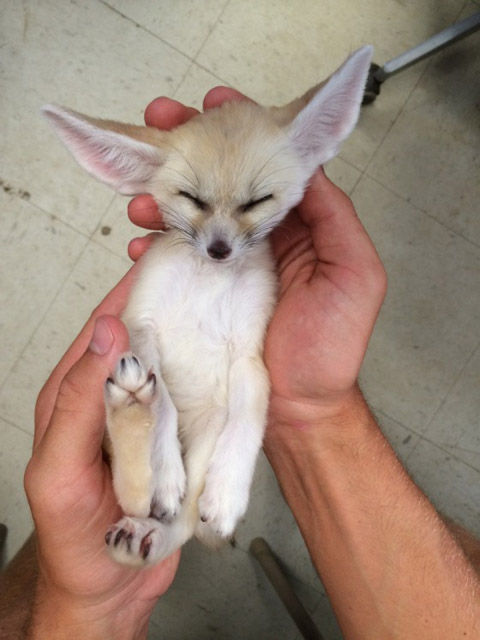 【閲覧注意？】珍しい生き物を貼るトピ