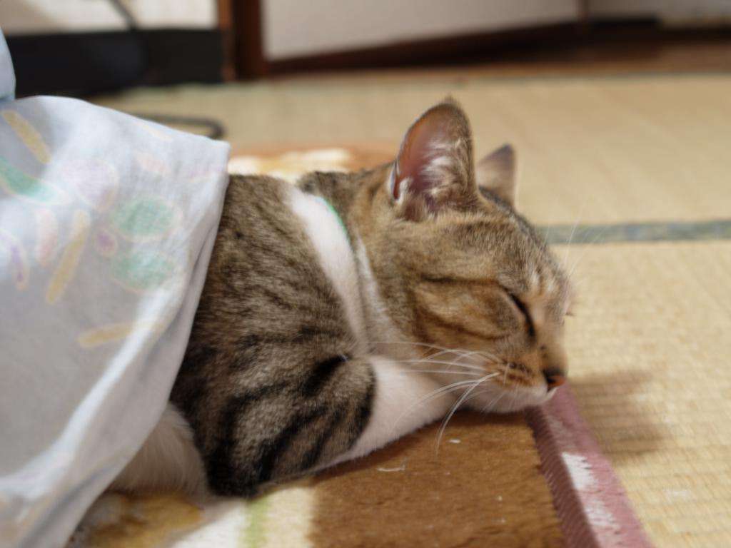 【年またぎ】見ると幸せな気分になれる画像を下さい！