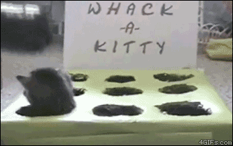 天使すぎる子猫たち…手のひらの上でスヤスヤ眠る特集