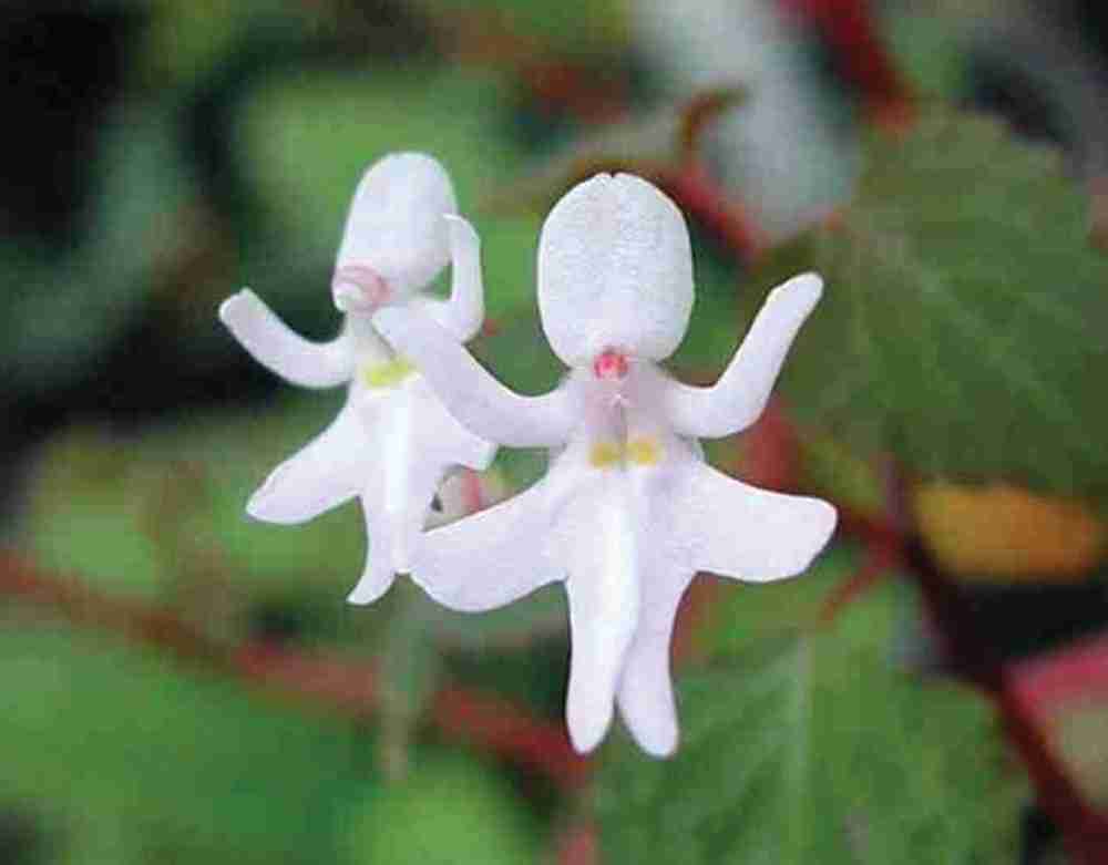 【閲覧注意？】珍しい生き物を貼るトピ