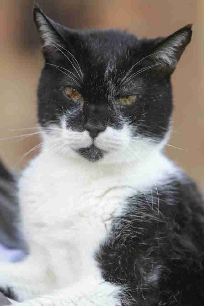 藤原紀香、飼い猫の死に悲痛…ブログに心境つづる