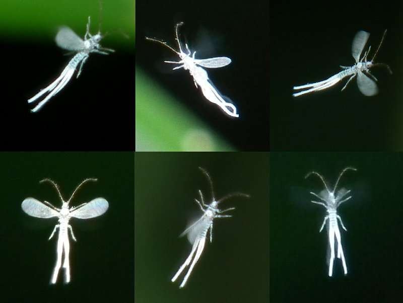 【閲覧注意？】珍しい生き物を貼るトピ