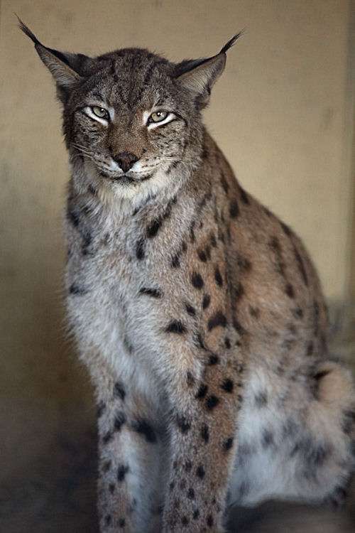 【閲覧注意？】珍しい生き物を貼るトピ