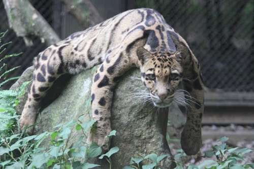 【閲覧注意？】珍しい生き物を貼るトピ