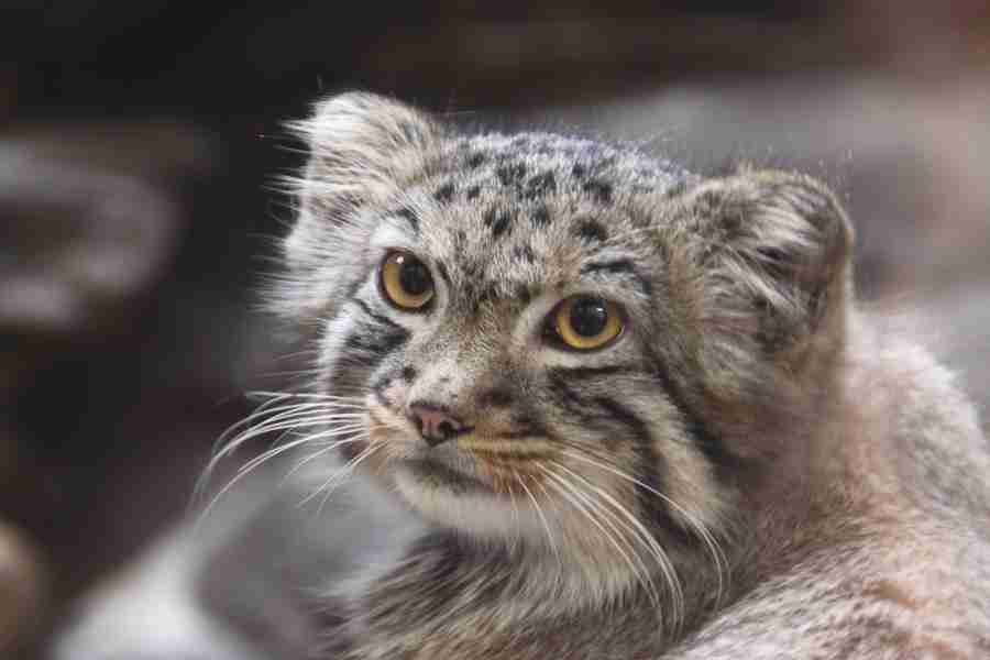 【閲覧注意？】珍しい生き物を貼るトピ