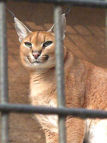 【閲覧注意？】珍しい生き物を貼るトピ