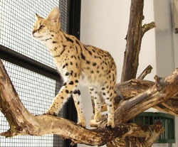 【閲覧注意？】珍しい生き物を貼るトピ