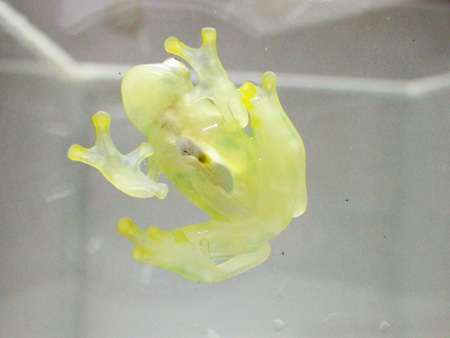 【閲覧注意？】珍しい生き物を貼るトピ