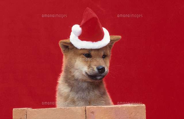 犬の散歩
