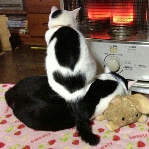 【年またぎ】見ると幸せな気分になれる画像を下さい！