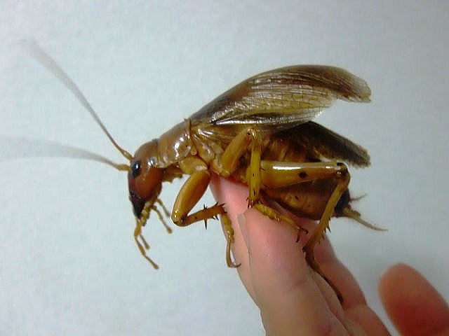 【閲覧注意？】珍しい生き物を貼るトピ