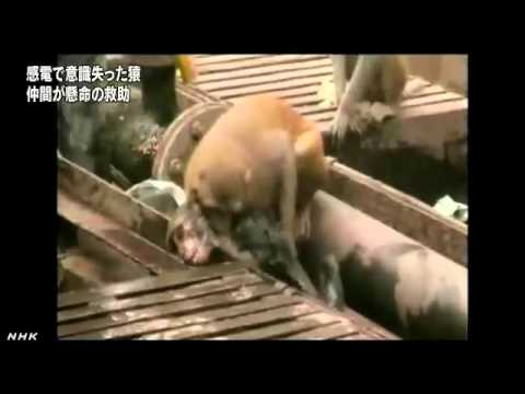 インド 感電した猿を仲間が懸命救助 - YouTube