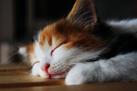 天使すぎる子猫たち…手のひらの上でスヤスヤ眠る特集