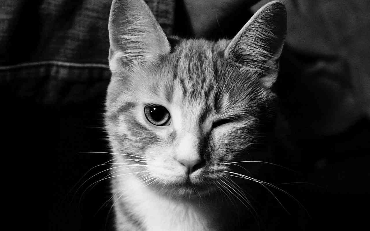 猫とのエピソードを語ろう